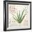 Aloe Vera…Sketchbook-Angela Staehling-Framed Art Print