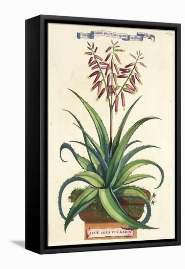 Aloe Vera Vulgaris, from Phytographia Curiosa, Published 1702-Abraham Munting-Framed Premier Image Canvas