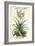 Aloe Vera Vulgaris, from Phytographia Curiosa, Published 1702-Abraham Munting-Framed Giclee Print