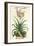 Aloe Vera Vulgaris, from Phytographia Curiosa, Published 1702-Abraham Munting-Framed Giclee Print