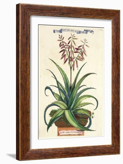 Aloe Vera Vulgaris, from Phytographia Curiosa, Published 1702-Abraham Munting-Framed Giclee Print