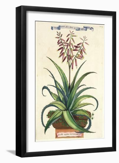 Aloe Vera Vulgaris, from Phytographia Curiosa, Published 1702-Abraham Munting-Framed Giclee Print