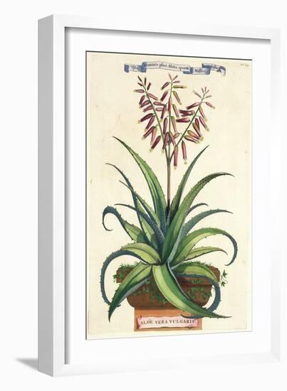 Aloe Vera Vulgaris, from Phytographia Curiosa, Published 1702-Abraham Munting-Framed Giclee Print