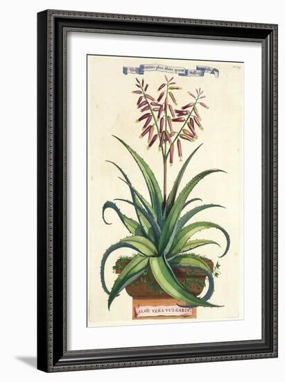 Aloe Vera Vulgaris, from Phytographia Curiosa, Published 1702-Abraham Munting-Framed Giclee Print