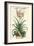 Aloe Vera Vulgaris, from Phytographia Curiosa, Published 1702-Abraham Munting-Framed Giclee Print