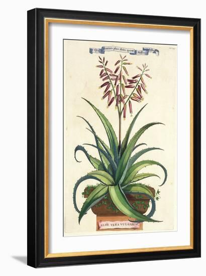 Aloe Vera Vulgaris, from Phytographia Curiosa, Published 1702-Abraham Munting-Framed Giclee Print