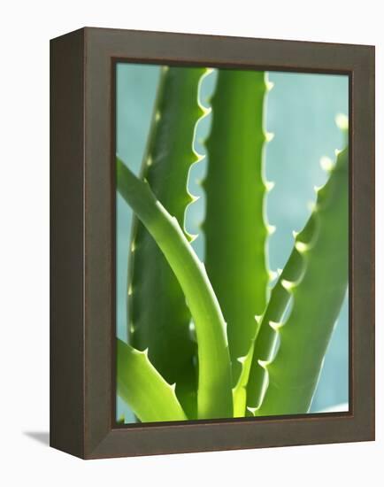 Aloe Vera-Kia Nu-Framed Premier Image Canvas