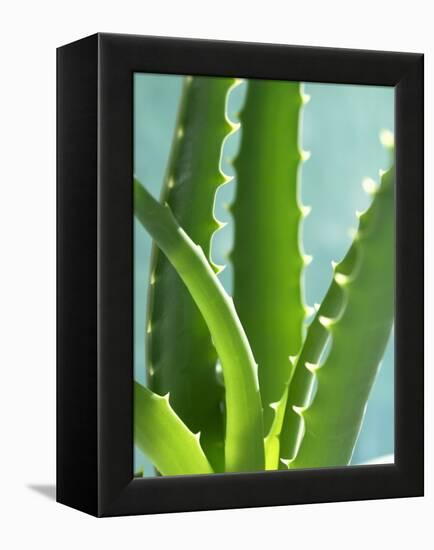 Aloe Vera-Kia Nu-Framed Premier Image Canvas