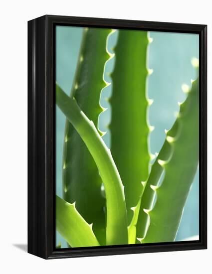 Aloe Vera-Kia Nu-Framed Premier Image Canvas