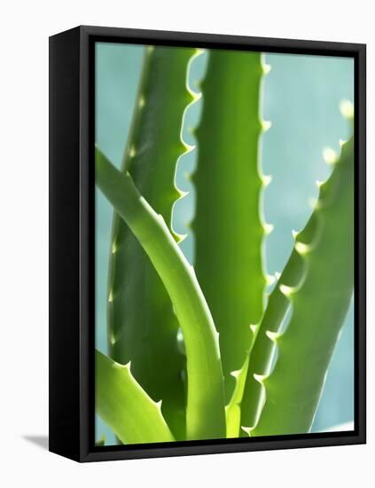 Aloe Vera-Kia Nu-Framed Premier Image Canvas