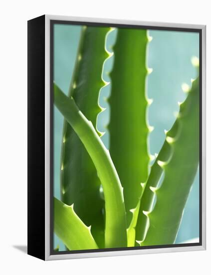 Aloe Vera-Kia Nu-Framed Premier Image Canvas