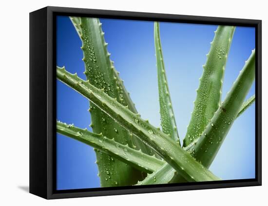 Aloe Vera-Christian Schuster-Framed Premier Image Canvas