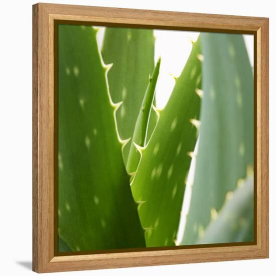 Aloe Vera-Alexander Feig-Framed Premier Image Canvas