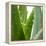 Aloe Vera-Alexander Feig-Framed Premier Image Canvas