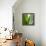 Aloe Vera-Alexander Feig-Framed Premier Image Canvas displayed on a wall