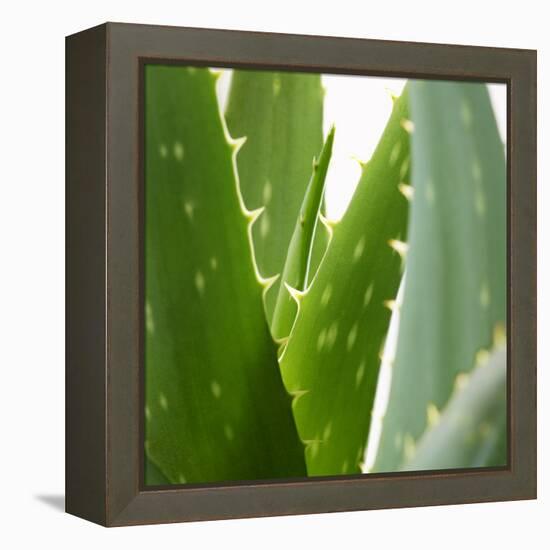 Aloe Vera-Alexander Feig-Framed Premier Image Canvas