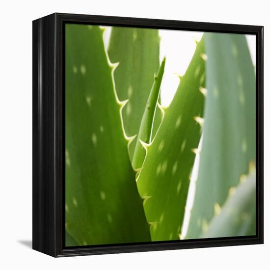 Aloe Vera-Alexander Feig-Framed Premier Image Canvas