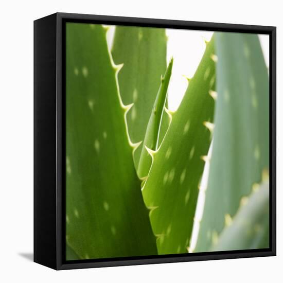 Aloe Vera-Alexander Feig-Framed Premier Image Canvas