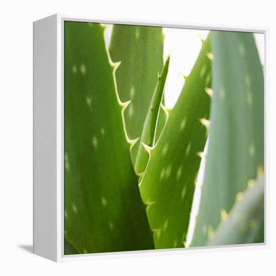 Aloe Vera-Alexander Feig-Framed Premier Image Canvas