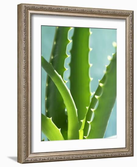 Aloe Vera-Kia Nu-Framed Photographic Print