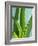 Aloe Vera-Kia Nu-Framed Photographic Print