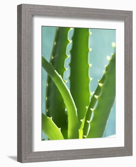 Aloe Vera-Kia Nu-Framed Photographic Print