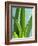 Aloe Vera-Kia Nu-Framed Photographic Print