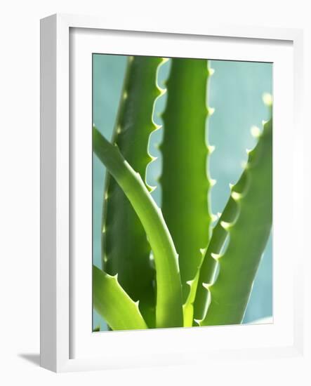 Aloe Vera-Kia Nu-Framed Photographic Print