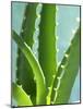 Aloe Vera-Kia Nu-Mounted Photographic Print