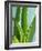 Aloe Vera-Kia Nu-Framed Photographic Print