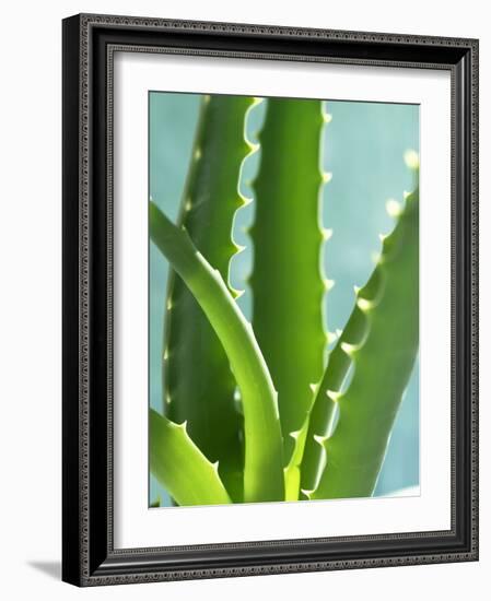 Aloe Vera-Kia Nu-Framed Photographic Print