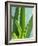 Aloe Vera-Kia Nu-Framed Photographic Print