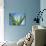 Aloe Vera-Christian Schuster-Photographic Print displayed on a wall