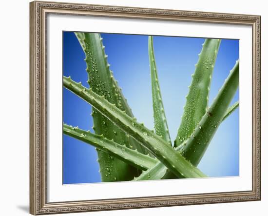 Aloe Vera-Christian Schuster-Framed Photographic Print