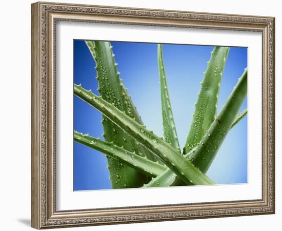 Aloe Vera-Christian Schuster-Framed Photographic Print