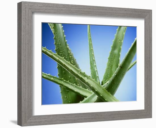 Aloe Vera-Christian Schuster-Framed Photographic Print