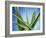 Aloe Vera-Christian Schuster-Framed Photographic Print