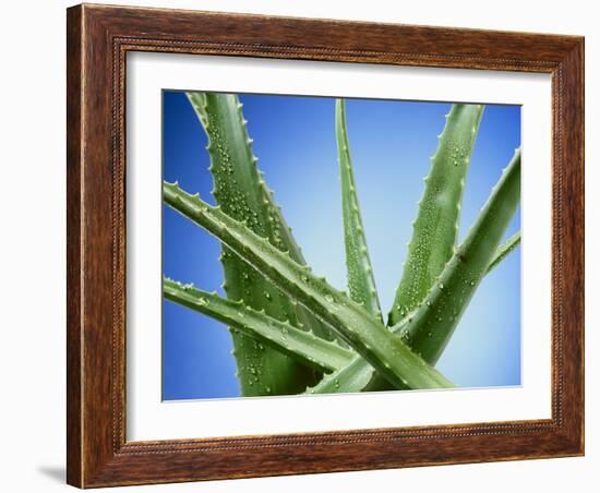 Aloe Vera-Christian Schuster-Framed Photographic Print