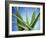 Aloe Vera-Christian Schuster-Framed Photographic Print