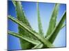 Aloe Vera-Christian Schuster-Mounted Photographic Print