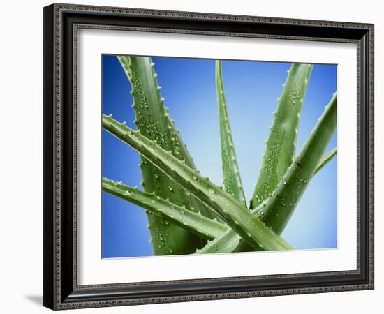 Aloe Vera-Christian Schuster-Framed Photographic Print