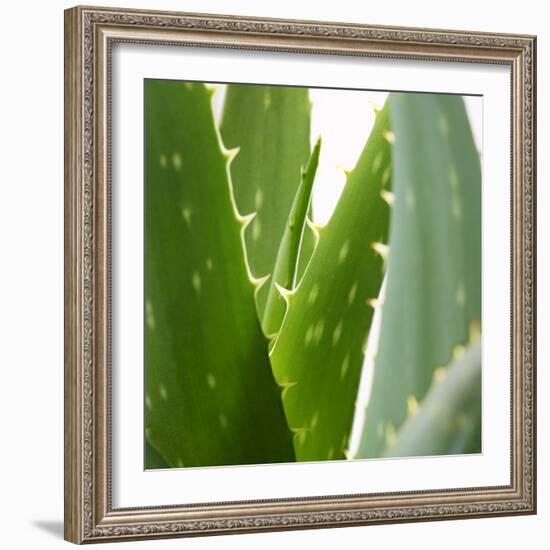 Aloe Vera-Alexander Feig-Framed Photographic Print