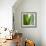 Aloe Vera-Alexander Feig-Framed Photographic Print displayed on a wall