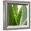 Aloe Vera-Alexander Feig-Framed Photographic Print