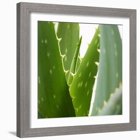 Aloe Vera-Alexander Feig-Framed Photographic Print