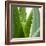 Aloe Vera-Alexander Feig-Framed Photographic Print