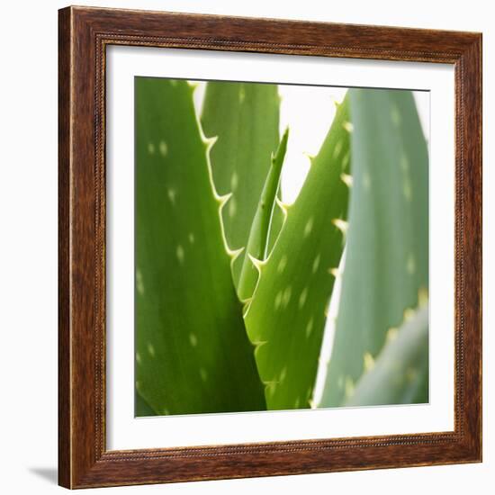 Aloe Vera-Alexander Feig-Framed Photographic Print