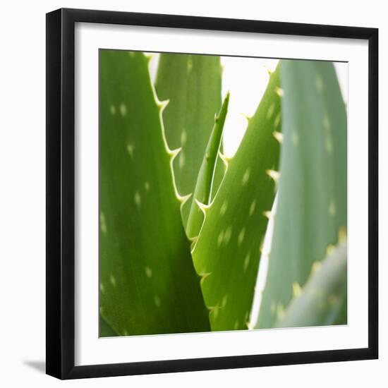 Aloe Vera-Alexander Feig-Framed Photographic Print