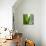 Aloe Vera-Alexander Feig-Mounted Photographic Print displayed on a wall