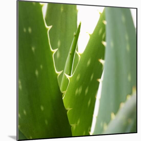 Aloe Vera-Alexander Feig-Mounted Photographic Print